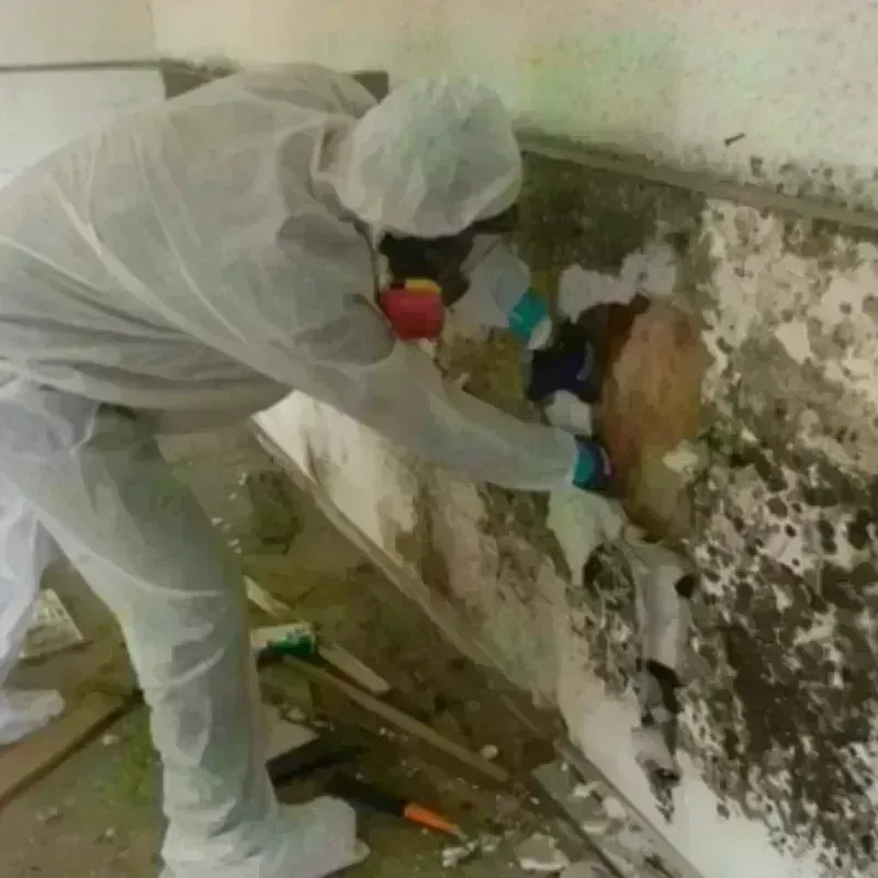 Mold Remediation and Removal in Soquel, CA